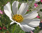 Белый цветок космоса (космеи). 
Размер: 720x957. 
Размер файла: 553.12 КБ
