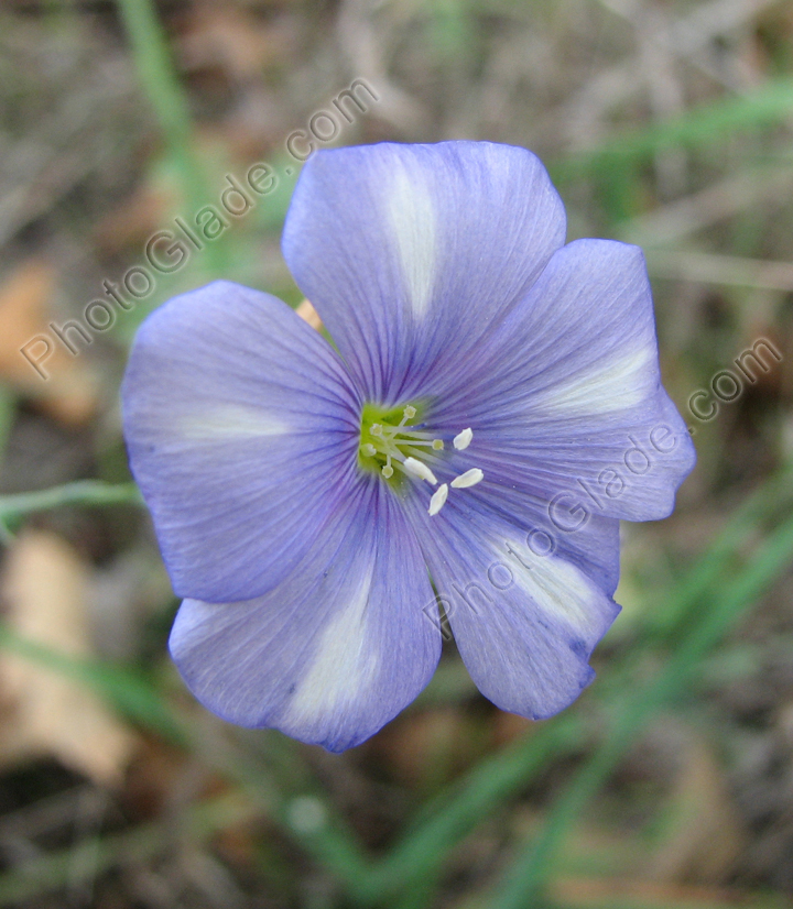 Лён, цветок бледно-голубой с беловатыми пятнышками.