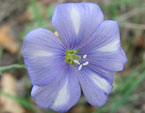 Лён, цветок бледно-голубой с беловатыми пятнышками. 
Размер: 720x826. 
Размер файла: 447.77 КБ