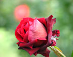 Красная роза начинает распускаться. 
Размер: 720x540. 
Размер файла: 294.75 КБ