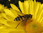 Крылатое насекомое на желтой хризантеме. 
Размер: 720x540. 
Размер файла: 321.35 КБ