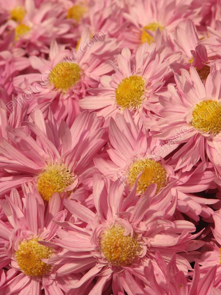 Розовые цветы хризантемы Гебе (Hebe).
