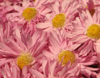 Розовые цветы хризантемы Гебе (Hebe). 
Размер: 720x960. 
Размер файла: 654.18 КБ