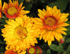 Цветы хризантемы сорта Золотой Улей. 
Размер: 720x917. 
Размер файла: 650.57 КБ