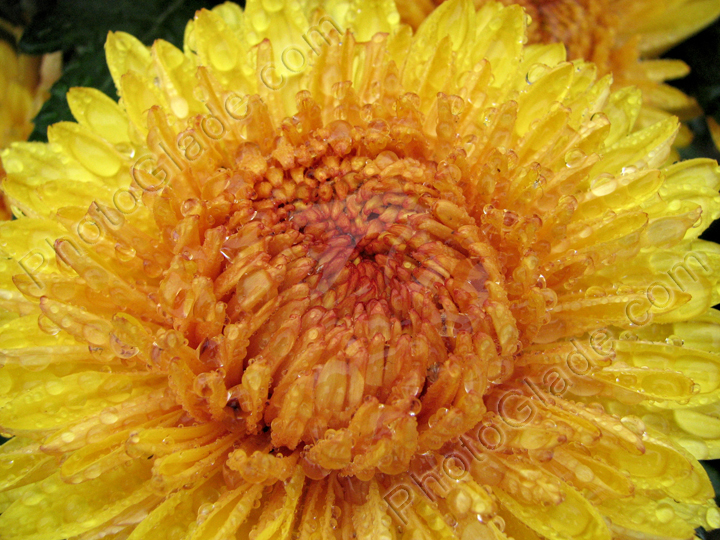 Ярко-жёлтая хризантема Lorna Doone Salmonicolor.