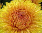 Ярко-жёлтая хризантема Lorna Doone Salmonicolor. 
Размер: 720x540. 
Размер файла: 447.73 КБ