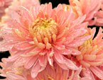 Два цветка хризантемы Предрассветный Аю-Даг. 
Размер: 720x964. 
Размер файла: 763.15 КБ