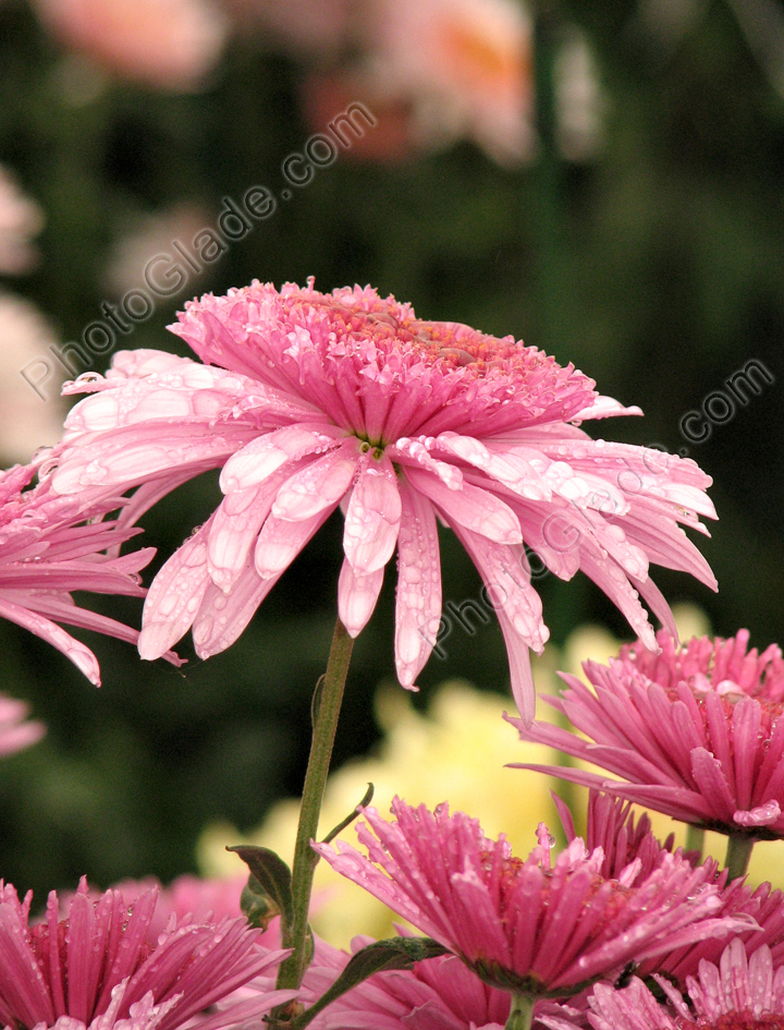 Цветок хризантемы Элеонор Пинк (Eleanor Pink).