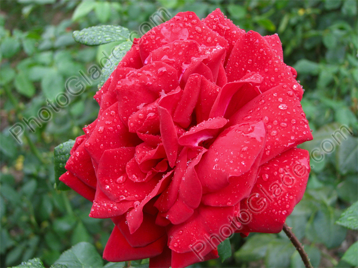 Темно-красная роза в каплях росы.