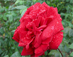 Темно-красная роза в каплях росы. 
Размер: 720x540. 
Размер файла: 424.37 КБ