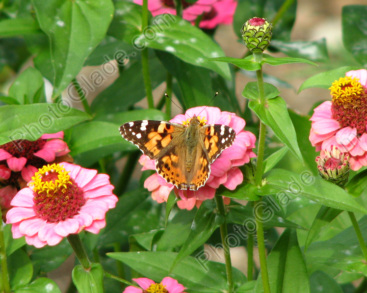 Бабочка-репейница на цветке циннии.