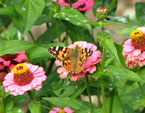 Бабочка-репейница на цветке циннии. 
Размер: 720x575. 
Размер файла: 414.08 КБ