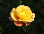 Роза, поймавшая солнышко. 
Размер: 720x592. 
Размер файла: 273.00 КБ