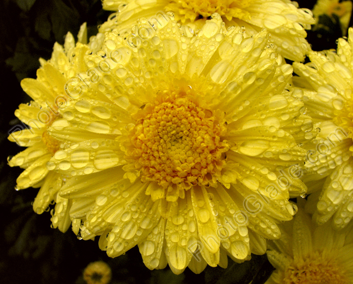 Цветок хризантемы Taffeta Yellow в капельках росы.