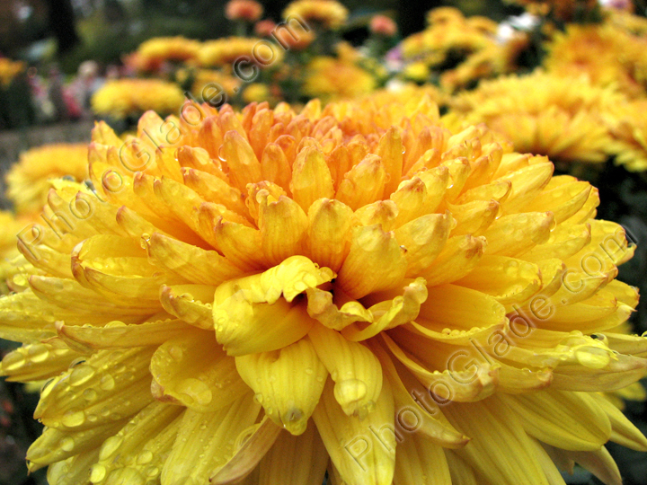 Цветок желтой хризантемы Lorna Doone Salmonicolor.