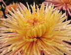 Цветок хризантемы Enzett Dilana Rosa. 
Размер: 720x522. 
Размер файла: 480.63 КБ