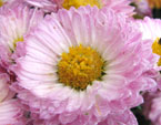 Ковровая хризантема Цветик-Семицветик. 
Размер: 720x914. 
Размер файла: 655.75 КБ