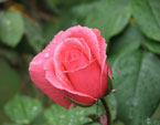 Бутон распускающейся розовой розы. 
Размер: 720x540. 
Размер файла: 270.88 КБ