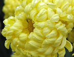 Жёлтая хризантема Никитская Сказка. 
Размер: 720x758. 
Размер файла: 599.98 КБ