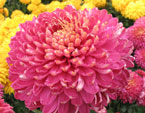 Цветок хризантемы Седой Барон. 
Размер: 720x960. 
Размер файла: 786.27 КБ