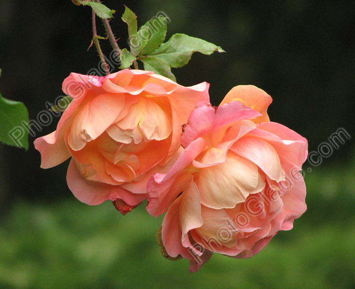 Плетистая роза Вестерланд (Westerland).