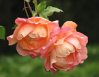 Плетистая роза Вестерланд (Westerland). 
Размер: 720x586. 
Размер файла: 409.18 КБ