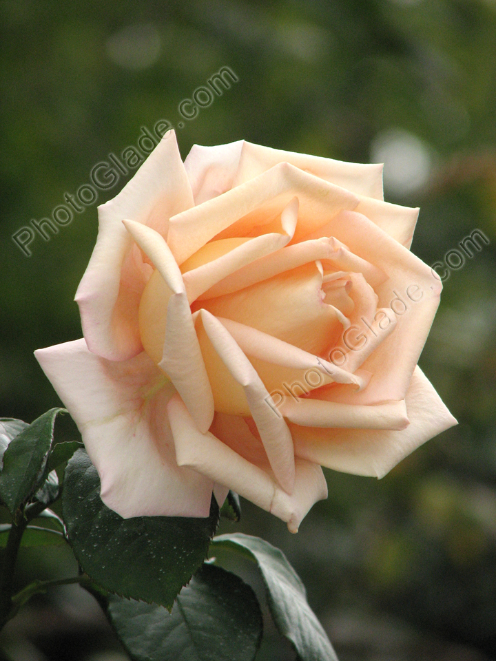 Цветок кремовой розы.