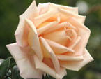 Цветок кремовой розы. 
Размер: 720x960. 
Размер файла: 621.03 КБ