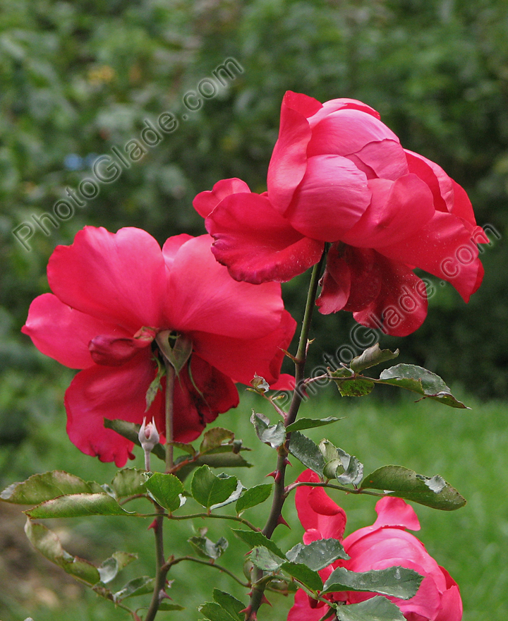 Чайно-гибридные розы Ля Марсельез (La Marseillaise).