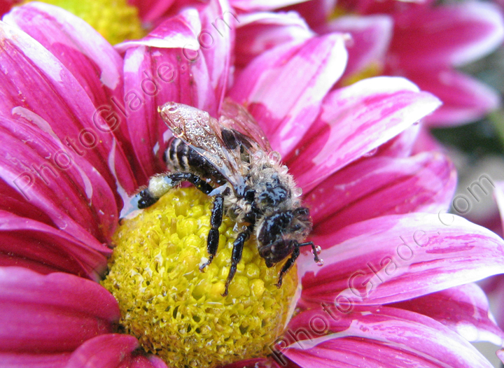 Мокрая пчела на цветке хризантемы Ту Тон Пинк (Two Tone Pink).