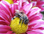 Мокрая пчела на цветке хризантемы Ту Тон Пинк (Two Tone Pink). 
Размер: 720x526. 
Размер файла: 405.64 КБ