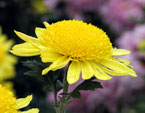 Цветок желтой хризантемы Инга (Inga). 
Размер: 720x835. 
Размер файла: 515.43 КБ