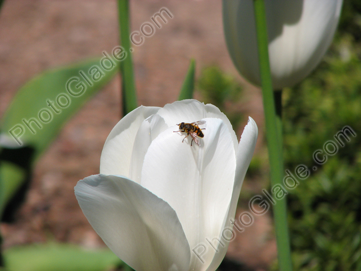 Белый тюльпан с пчелой на лепестке.