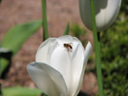 Белый тюльпан с пчелой на лепестке. 
Размер: 720x540. 
Размер файла: 278.77 КБ