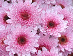 Розовые цветы ковровой хризантемы Таргет (Target). 
Размер: 720x960. 
Размер файла: 952.12 КБ