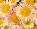 Цветы хризантемы Русское Поле селекции Никитского ботанического сада. 
Размер: 720x840. 
Размер файла: 807.58 КБ