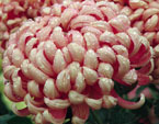 Пышные цветы хризантемы Сказка. 
Размер: 720x960. 
Размер файла: 733.52 КБ