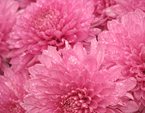 Розовые хризантемы Алёнка селекции НБС. 
Размер: 720x540. 
Размер файла: 461.91 КБ