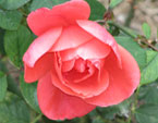 Мои любимые цветы- розы 367_small