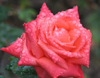 Роза Аве Мария (Ave Maria) в капельках дождя. 
Размер: 720x960. 
Размер файла: 604.21 КБ