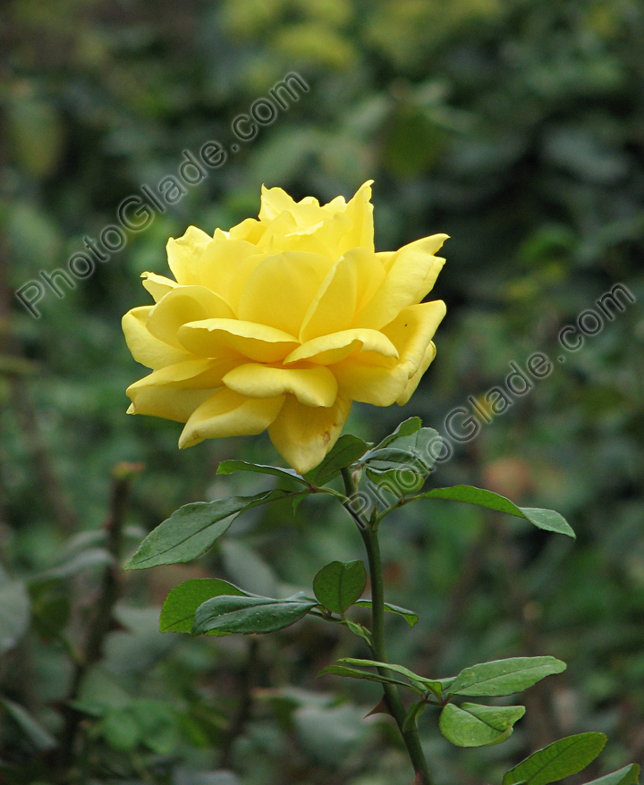 Жёлтая роза Октябрина.