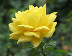 Жёлтая роза Октябрина. 
Размер: 720x878. 
Размер файла: 531.00 КБ