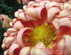 Цветок хризантемы Сказка крупным планом. 
Размер: 720x535. 
Размер файла: 409.98 КБ