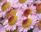 Розовые мелкоцветковые хризантемы. 
Размер: 720x865. 
Размер файла: 652.01 КБ