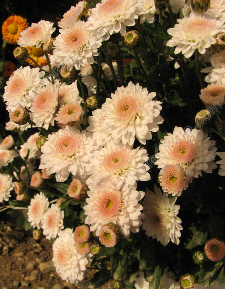Белые мелкоцветковые хризантемы.