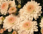 Белые мелкоцветковые хризантемы. 
Размер: 720x924. 
Размер файла: 596.89 КБ