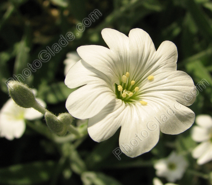 Белый цветок церастиум, или летний снег.