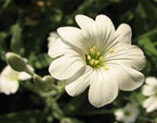 Белый цветок церастиум, или летний снег. 
Размер: 720x628. 
Размер файла: 325.36 КБ