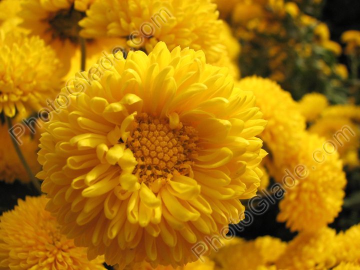 Цветок жёлтой хризантемы Мишаль.