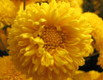 Цветок жёлтой хризантемы Мишаль. 
Размер: 720x540. 
Размер файла: 302.04 КБ